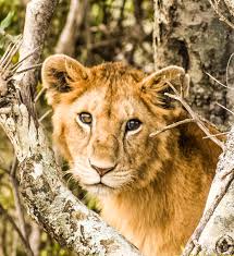 world wildlife
