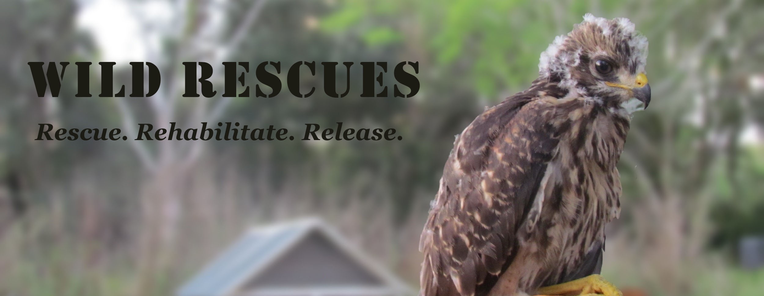 Rescued Baby Hawk!